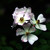 :iconfairyphyre: