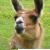 :iconfairysigh: