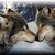 :iconfairywolf87: