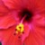 :iconfaith-hope-love: