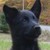 :iconfaithmutt: