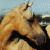 :iconfaiththereiningmare: