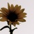 :iconfakeplastic-trees: