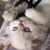 :iconfakesmilingfox: