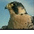 :iconfalcon-: