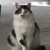:iconfalcon13: