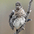 :iconfalcon1421995: