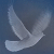 :iconFalconFeathers: