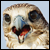 :iconfalcongfx: