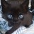 :iconfalconv05: