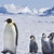 :iconfalcothepenguin: