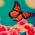 :iconfaline1994: