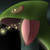 :iconfalinthesceptile: