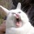 :iconfalkon7500: