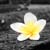 :iconfallen-lore: