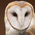 :iconfallen-mist-13: