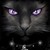 :iconfallenwolfangel1: