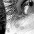 :iconfalling-x-petals: