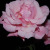 :iconfallingfromgrace8: