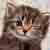 :iconfallingraven: