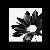 :iconfallinstars: