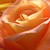 :iconfallolina: