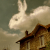 :iconfallow-deer:
