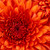 fallrose :iconfallrose: