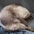 :iconfametalent11: