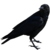 :iconfanat08: