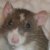 FanceeeRat :iconfanceeerat: