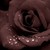:iconfancy-art: