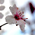 :iconfancy-photographer: