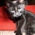 :iconfancyleasha: