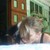 :iconfanellia: