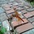 :iconfang-and-fire: