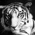:iconfang-of-a-dragon: