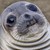 :iconfankisten: