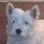 :iconfanofkibainuzuka: