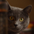 :iconfanouantriskell: