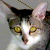 :iconfansgirl: