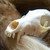 :iconfantasticmrsfox: