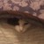 :iconfantomalchemist: