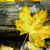 :iconfar515: