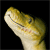 :iconfaraon12: