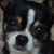:iconfari-studios: