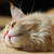 :iconfaron-master: