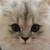 :iconfarrbear: