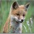 :iconfartery: