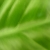 Fasol :iconfasol: